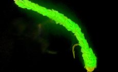 Fosforeskující šenylka FlyBox Phospho Chenille